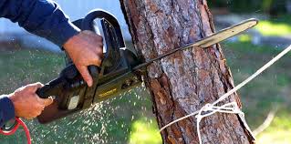 Best Fruit Tree Pruning  in Punta Gorda, FL