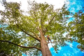 Best Seasonal Cleanup (Spring/Fall)  in Punta Gorda, FL