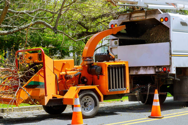 Best Storm Damage Tree Cleanup  in Punta Gorda, FL