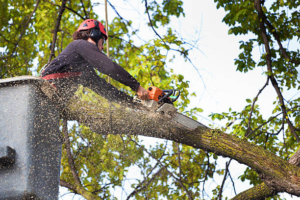 Best Tree Removal  in Punta Gorda, FL